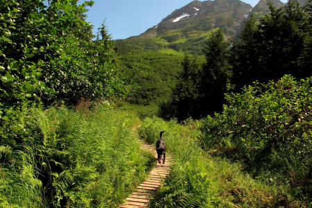 Alyeska North Face Trail