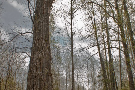 Lower Troublesome Creek Trail