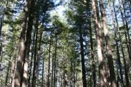 Muskeg Meander Ski Trail