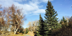 Rabbit Creek Park Trail