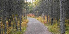 Roadside Trail