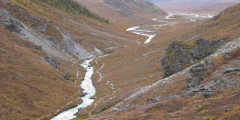 Savage River Loop Trail - Look for Dall Sheep & Caribou (Mile 15)