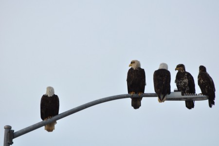 Strawberry Hill Trail