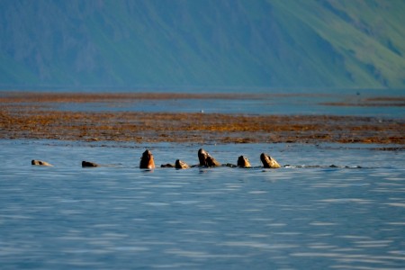Dutch Harbor Spit Head
