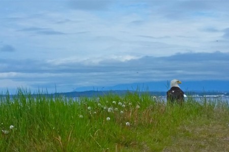 Alaska Chilkat Bald Eagle Preserve