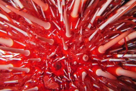 Alaska SeaLife Center