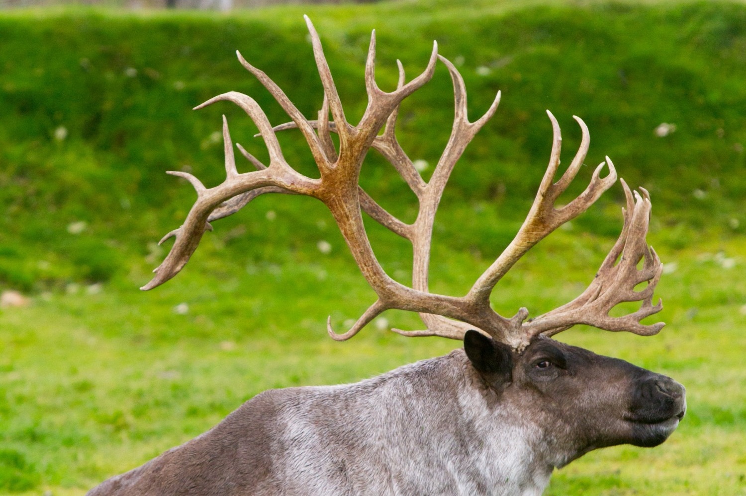 Caribou | ALASKA.ORG