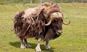 Musk Ox | ALASKA.ORG