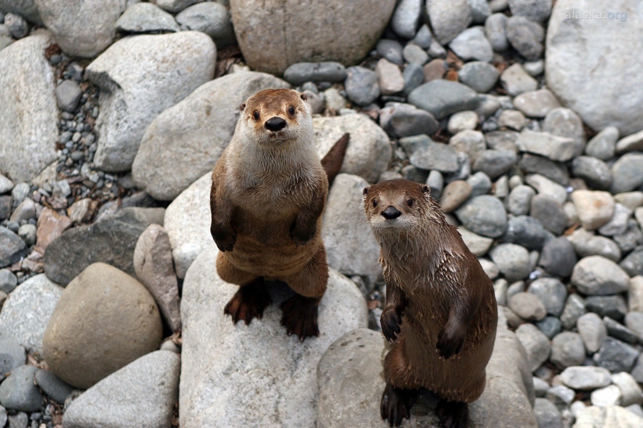 Harbor Seal / River Otter | ALASKA.ORG