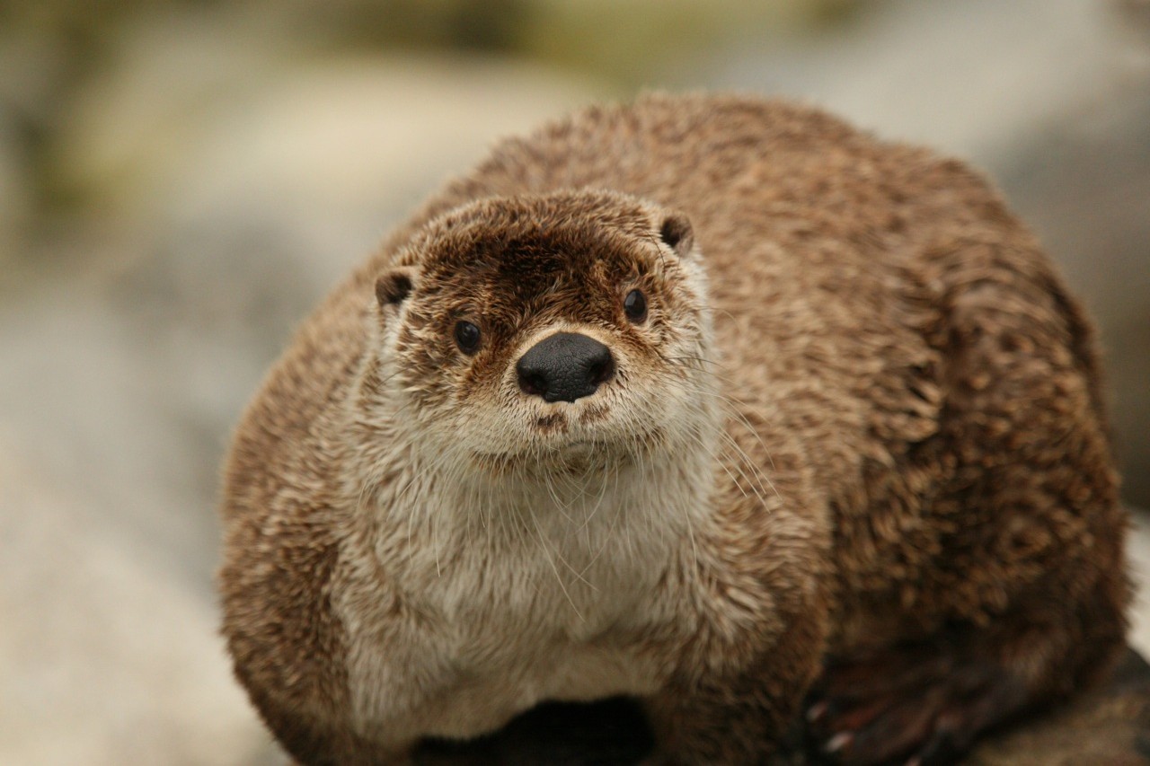 Harbor Seal River Otter Alaska Org