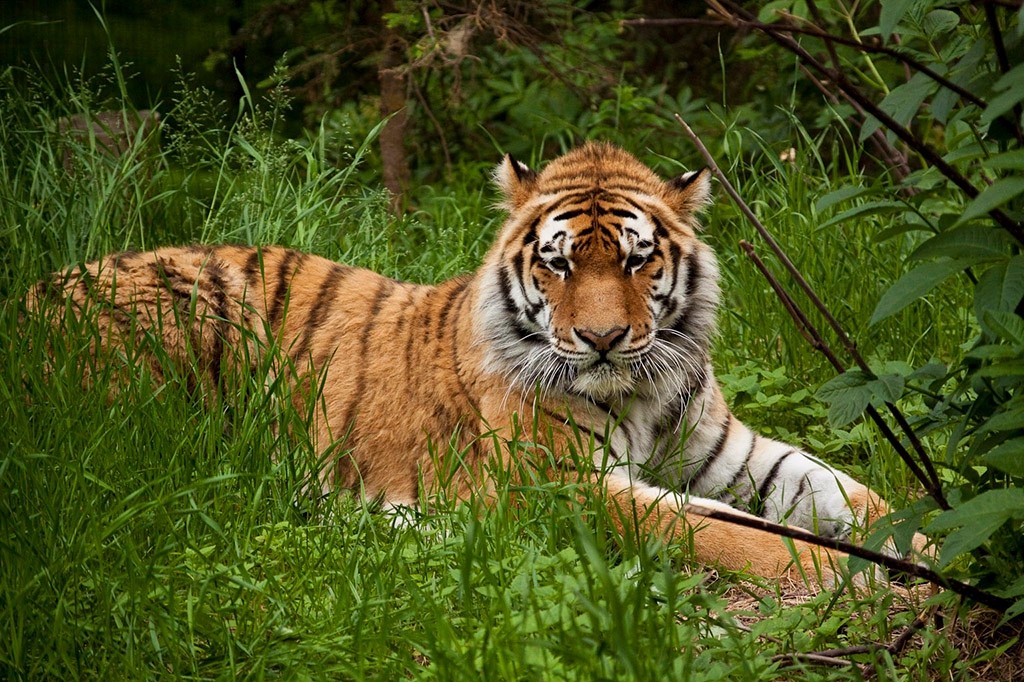 Amur Tigers | ALASKA.ORG