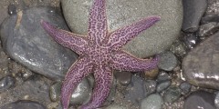 Tidepooling in Homer