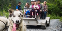 Seavey's IdidaRide Sled Dog Tours
