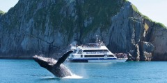 best whale watching tours in anchorage alaska