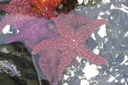 Things To Do In Sitka Our Guide To The City's Best… ALASKA.ORG