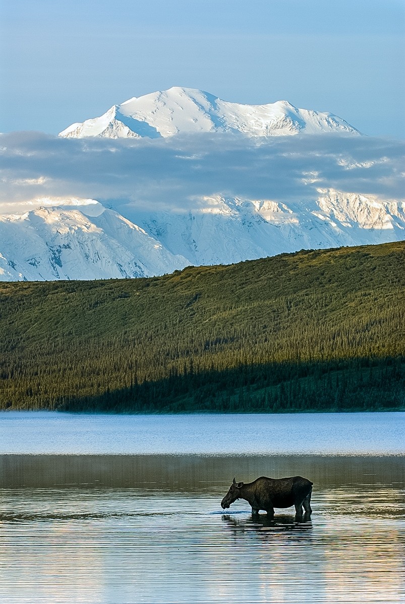 Camp Denali | Unique Place To Stay In Denali National… | ALASKA.ORG