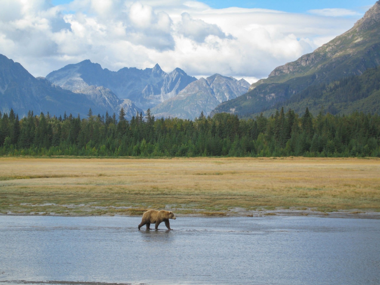 Alaska Bear Camp | Overnight Bear Viewing | ALASKA.ORG