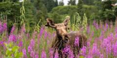 Gondwana Ecotours Denali Discovery D1 Moose sighting Kirsten Marquez