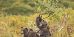 Gondwana Ecotours Denali Discovery D8 Bear Sighting Kirsten Marquez