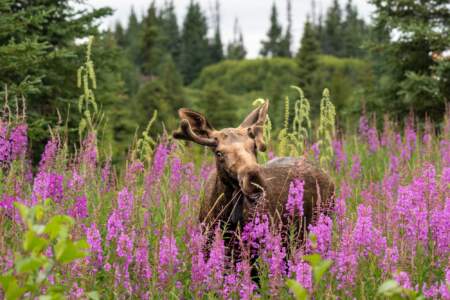 Gondwana Ecotours Denali Discovery D1 Moose sighting Kirsten Marquez