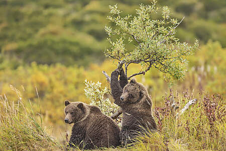 Gondwana Ecotours Denali Discovery D8 Bear Sighting Kirsten Marquez