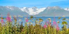 Gondwana Ecotours Glaciers Grizzlies D9 Kenai Peninsula Fireweed view Kirsten Marquez