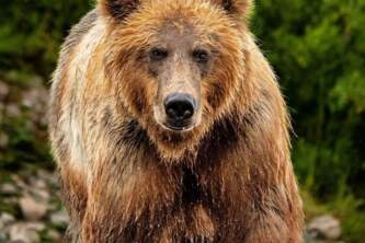 Gondwana Ecotours Glaciers Grizzlies Bear Thumbnail Kirsten Marquez