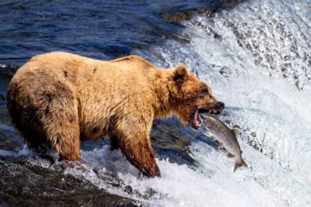 Gondwana Ecotours Glaciers Grizzlies D6 Bear eating at Brooks Falls Kirsten Marquez