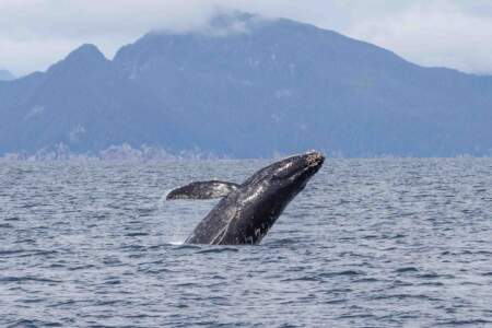 Gondwana Ecotours Glaciers Grizzlies D7 whale breaching Kirsten Marquez