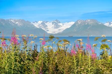 Gondwana Ecotours Glaciers Grizzlies D9 Kenai Peninsula Fireweed view Kirsten Marquez