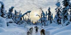 Gondwana Ecotours Northern Lights D7 Dogsledding View Kirsten Marquez