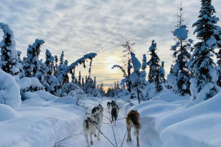 Gondwana Ecotours Northern Lights D7 Dogsledding View Kirsten Marquez