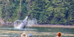 Gondwana Ecotours Whales Waterfalls D3 Whale breach with kayakers Kirsten Marquez