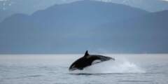 Gondwana Ecotours Whales Waterfalls D6 Orca breach with Alaskan mountains Kirsten Marquez