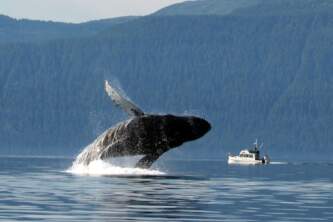 Gondwana Ecotours Whales Waterfalls Thumbnail Whale breach Kirsten Marquez