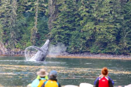 Gondwana Ecotours Whales Waterfalls D3 Whale breach with kayakers Kirsten Marquez