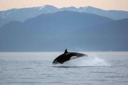 Gondwana Ecotours Whales Waterfalls D6 Orca breach with Alaskan mountains Kirsten Marquez