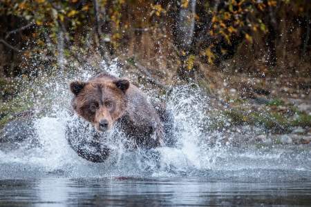 Jeff Schultz Alaska Bears, Glaciers and Fall Colors Photography Workshop