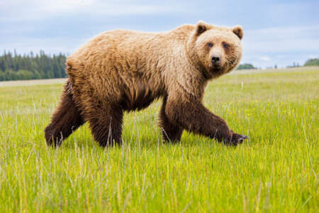 Alaska Coastal Brown Bears in Lake Clark National Park Photography Tour