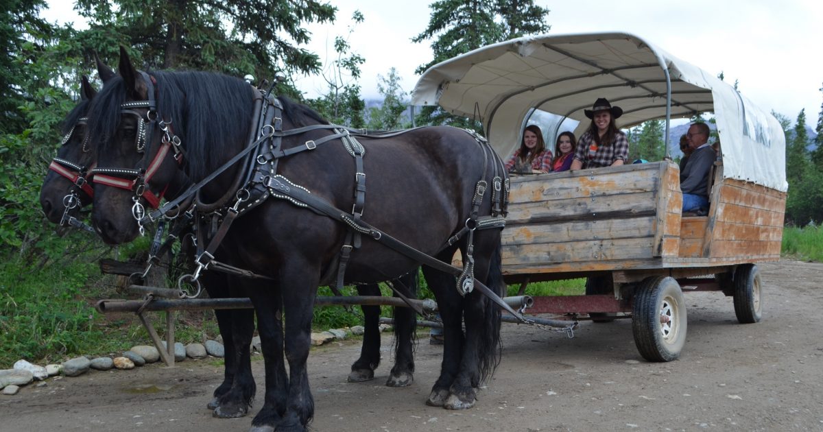 conestoga wagon with horses
