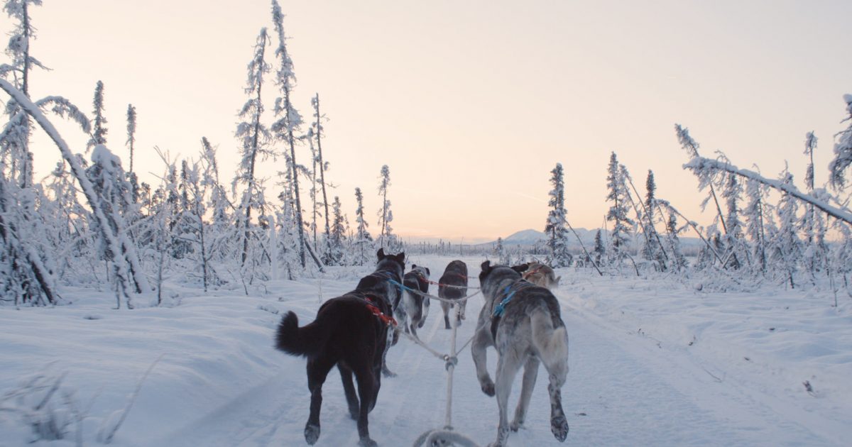 Alaska Mushing School Sled Dog Tours in Big Lake, AK