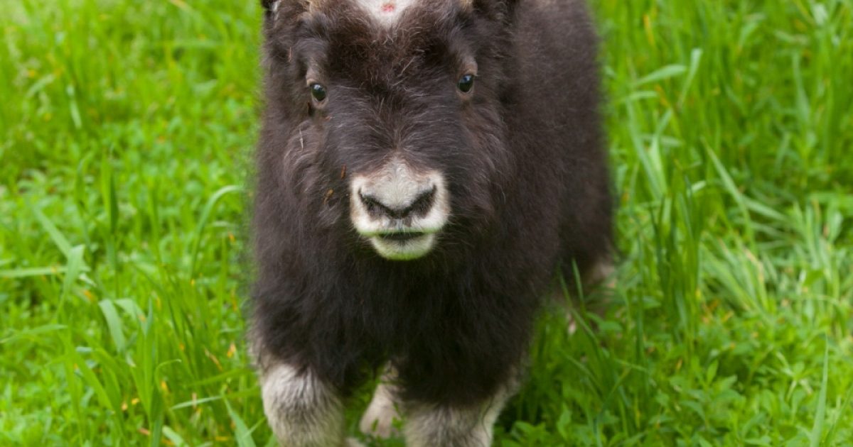 Musk Ox