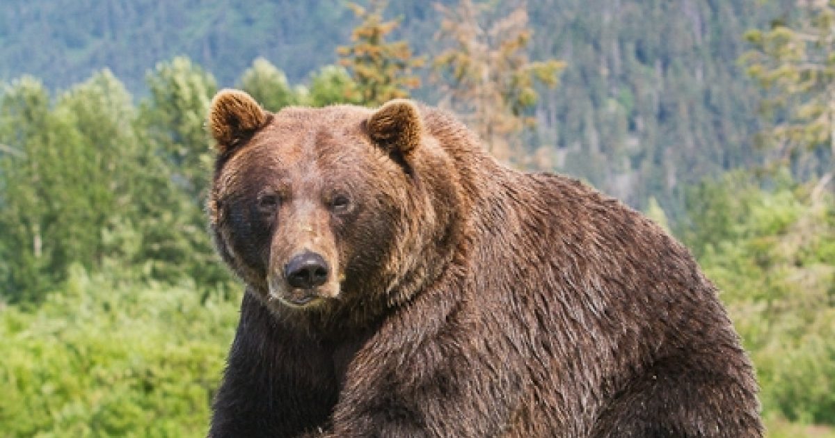 Brown Bears - Alaska Wildlife Conservation Center