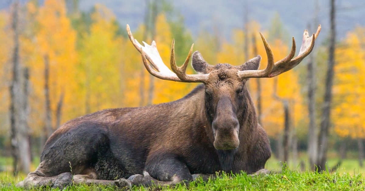 Alaska Wildlife Conservation Center | Portage | ALASKA.ORG