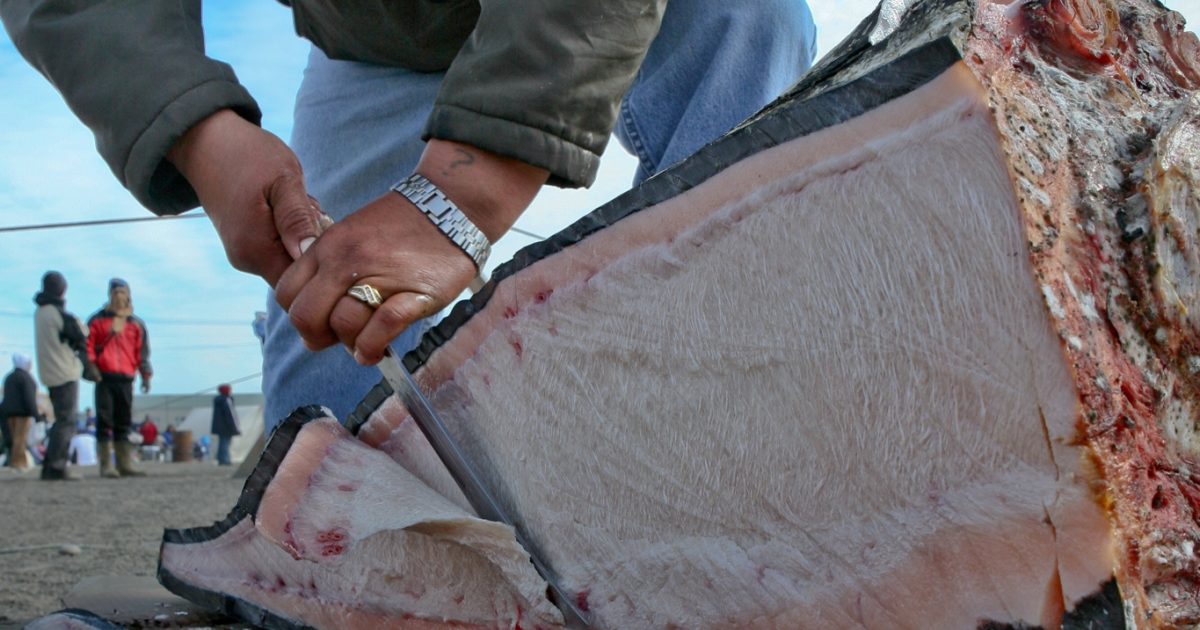 Nalukataq Utqiagvik Whaling Festival