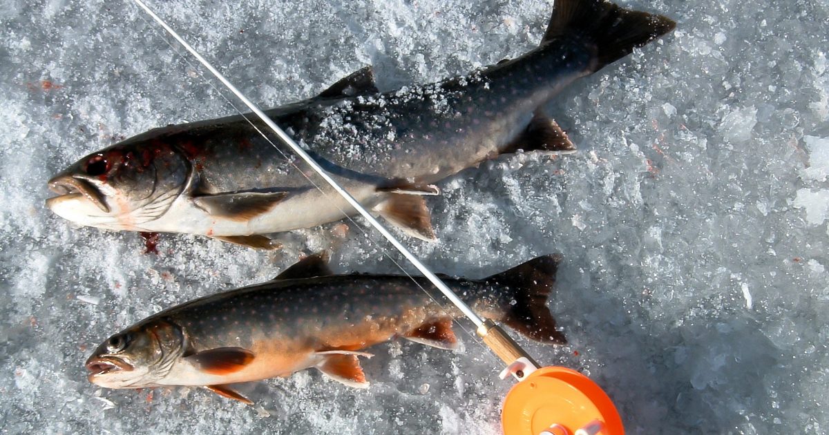 Caribou Lake Alaska Org