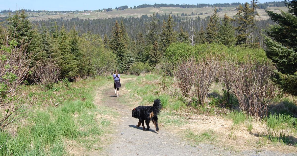 Homestead Trail at Rogers Loop Rd | ALASKA.ORG