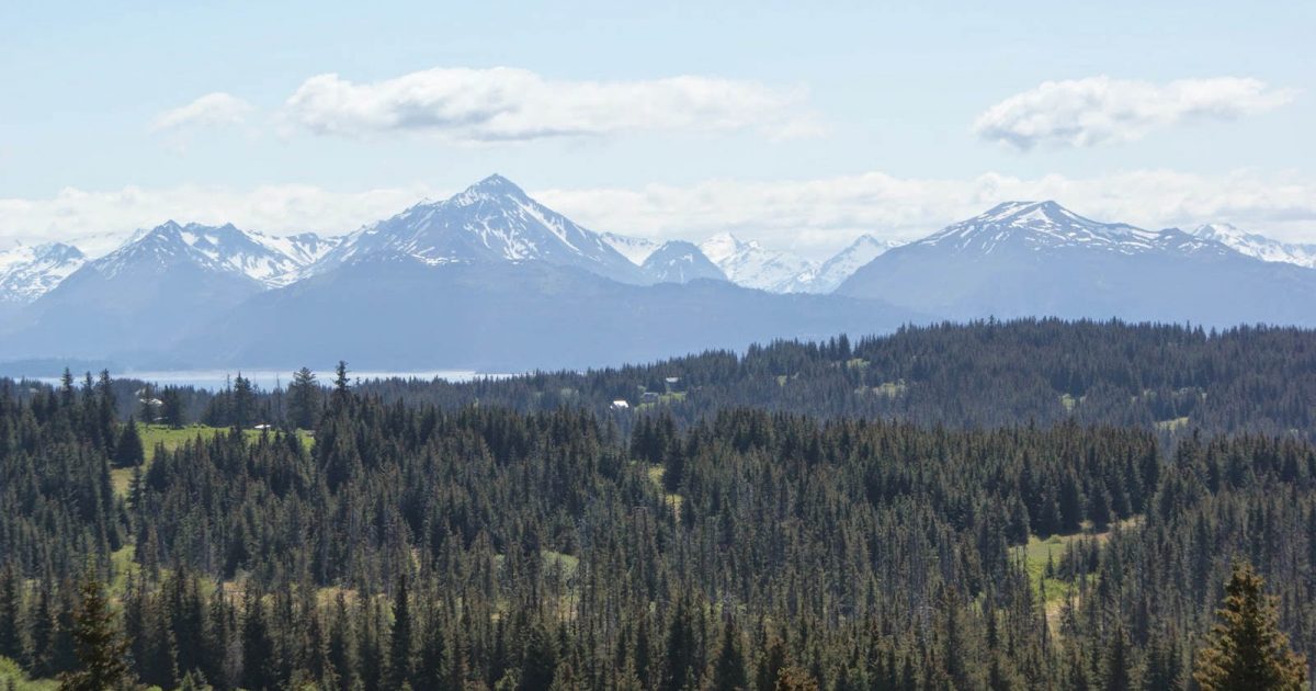 Homestead Trail at Bridge Creek | ALASKA.ORG