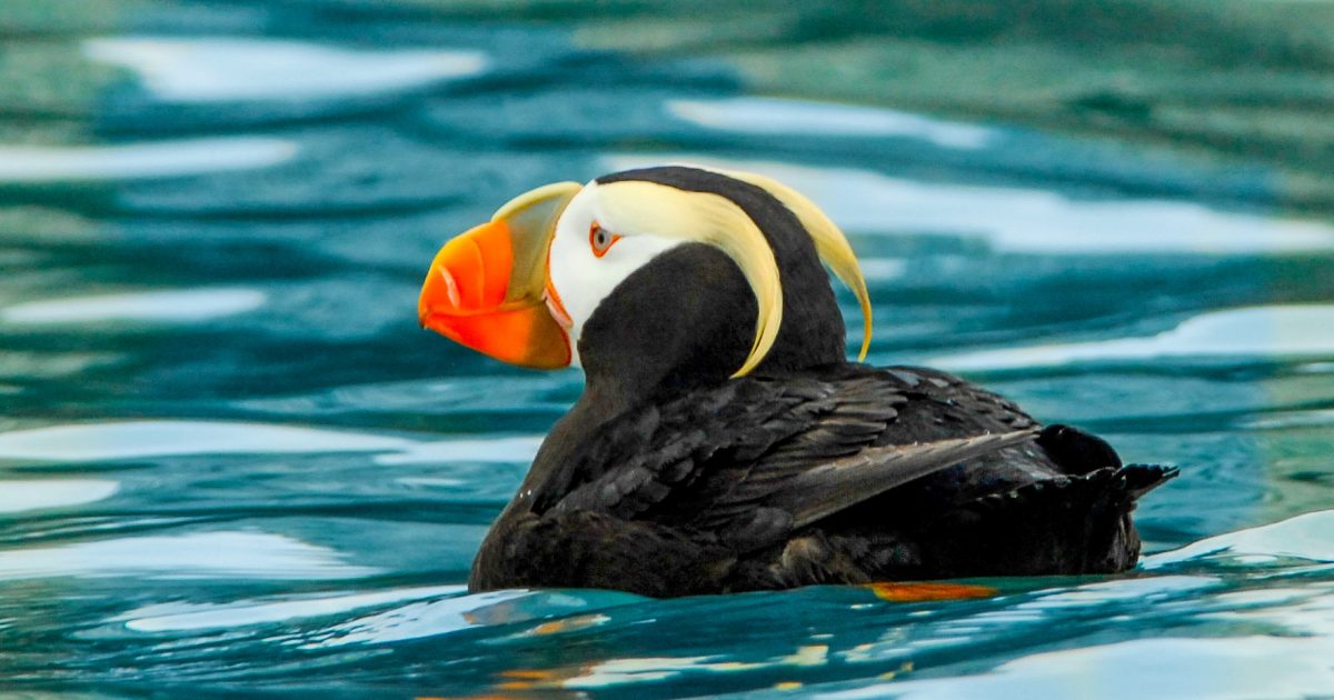Horned and tufted puffin photos from Alaska's coast.