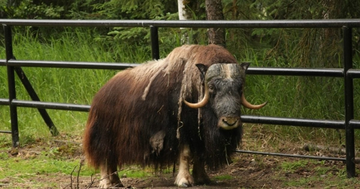 Musk Oxen | ALASKA.ORG